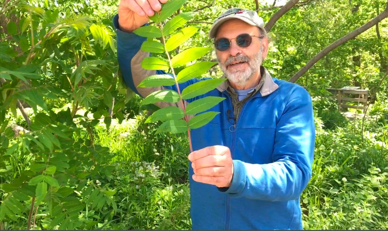 Russ Cohen leads virtual edible wild plant tours along River Walk in Great Barrington