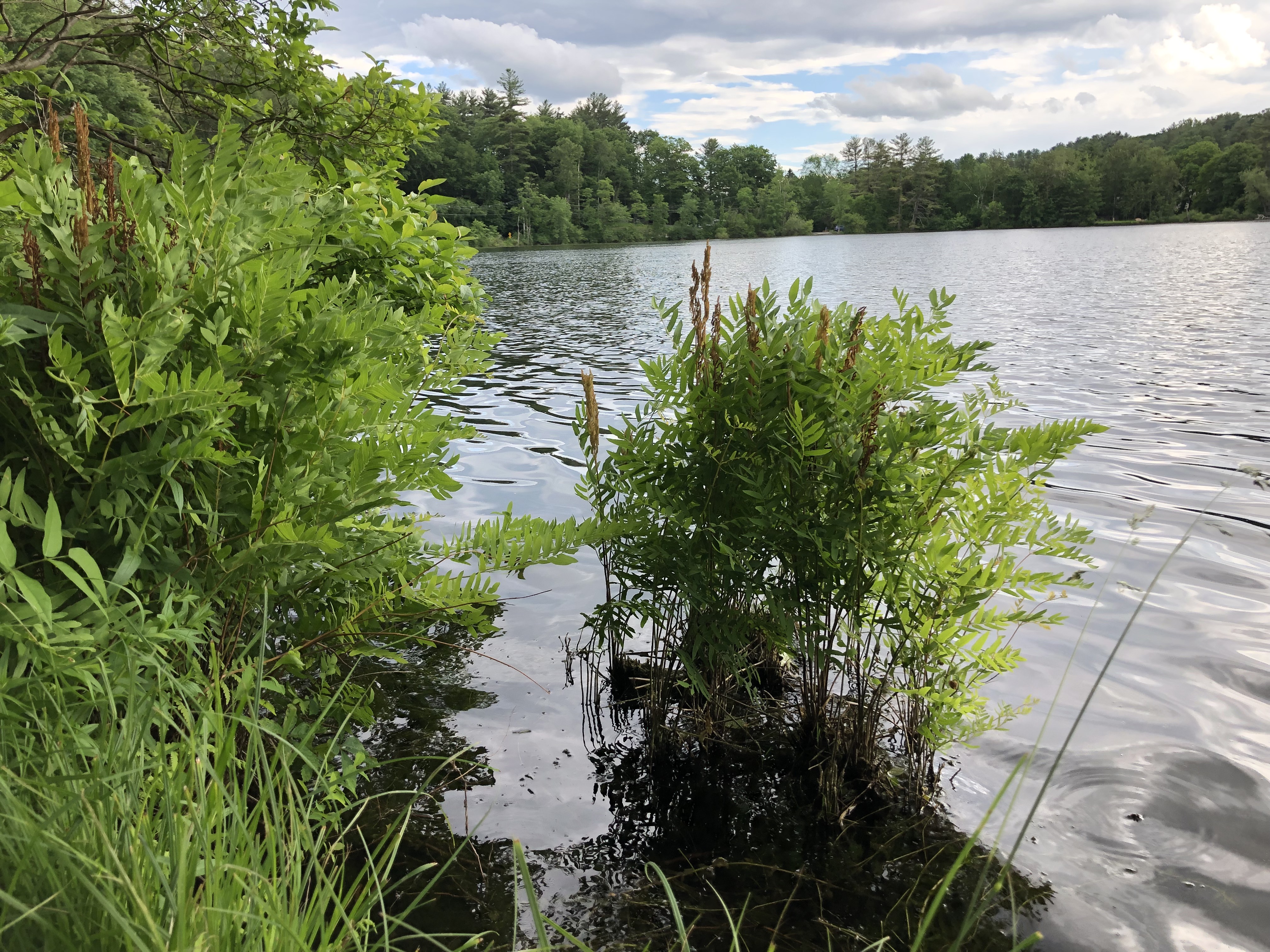 Volunteers needed to inventory plants at Lake Mansfield in midsummer 