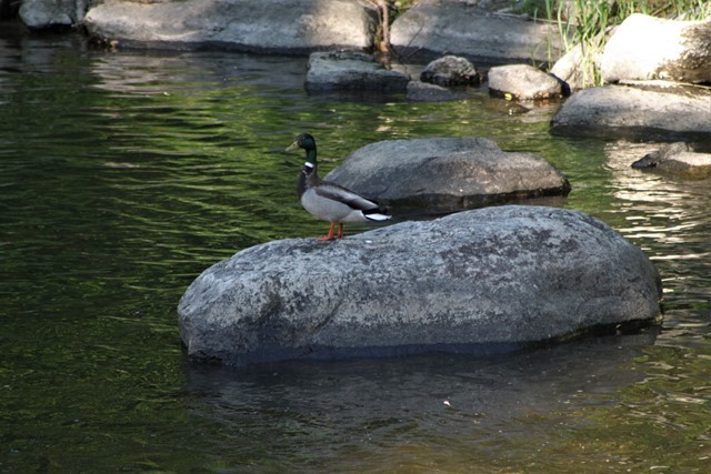 Guided Birding at River Walk in Great Barrington on Thursdays in May 