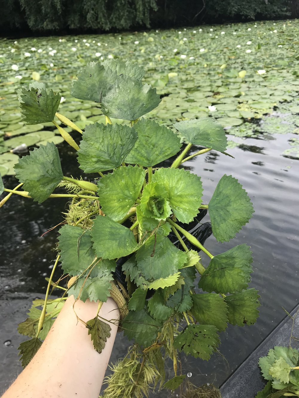 Volunteers needed to control and eliminate water chestnut at Lake Mansfeild