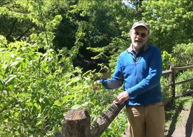 Russ Cohen leads virtual edible wild plant tours along River Walk in Great Barrington