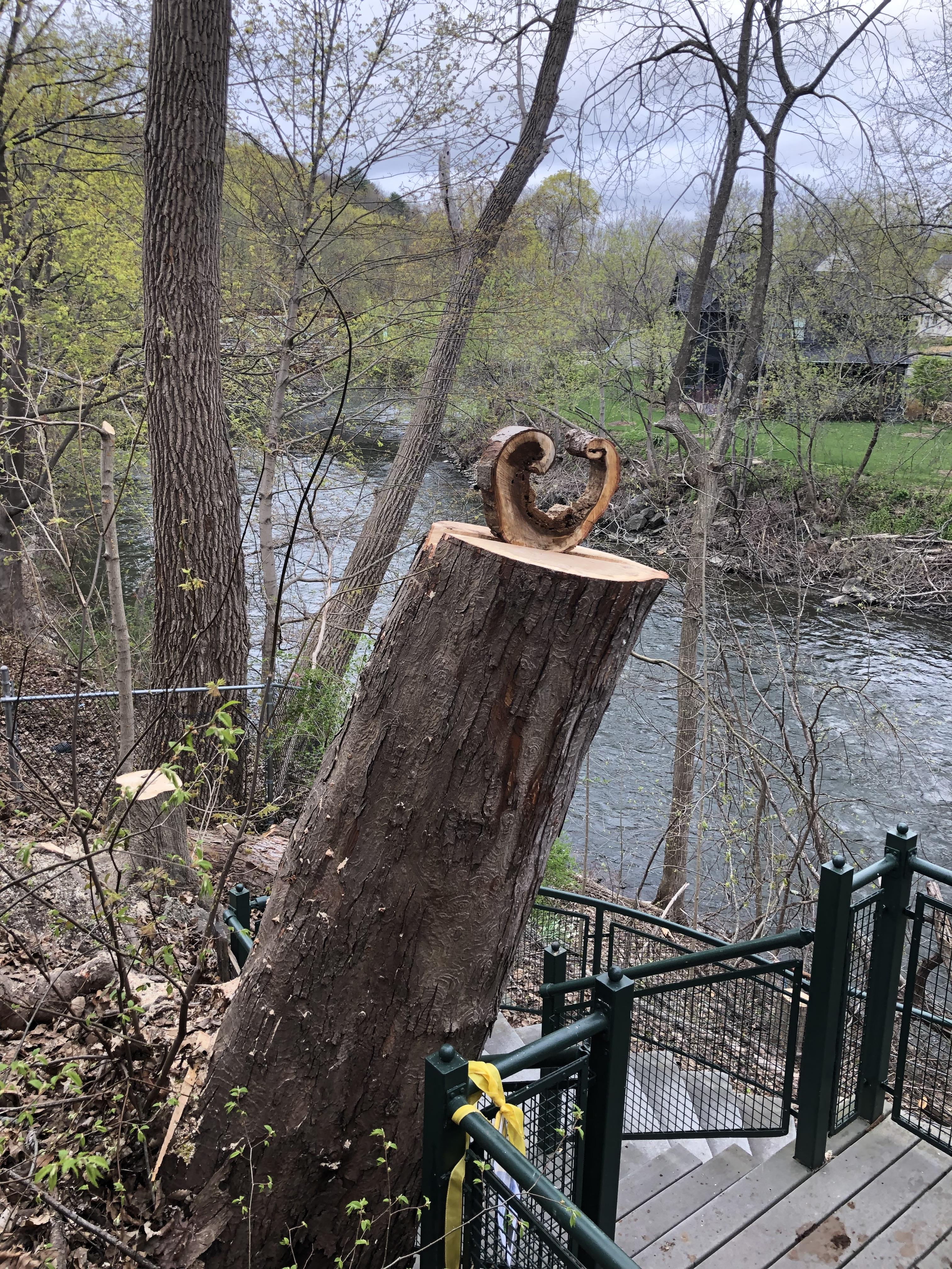 The failing Silver Maple at River Walk has been thoughtfully removed, trunk sections remain for wildlife and soil health. 