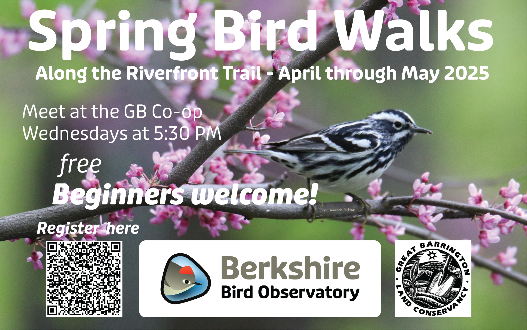 Spring Bird Walks with Berkshire Bird Observatory along the Riverfront Trail of Great Barrington Land Conservancy i