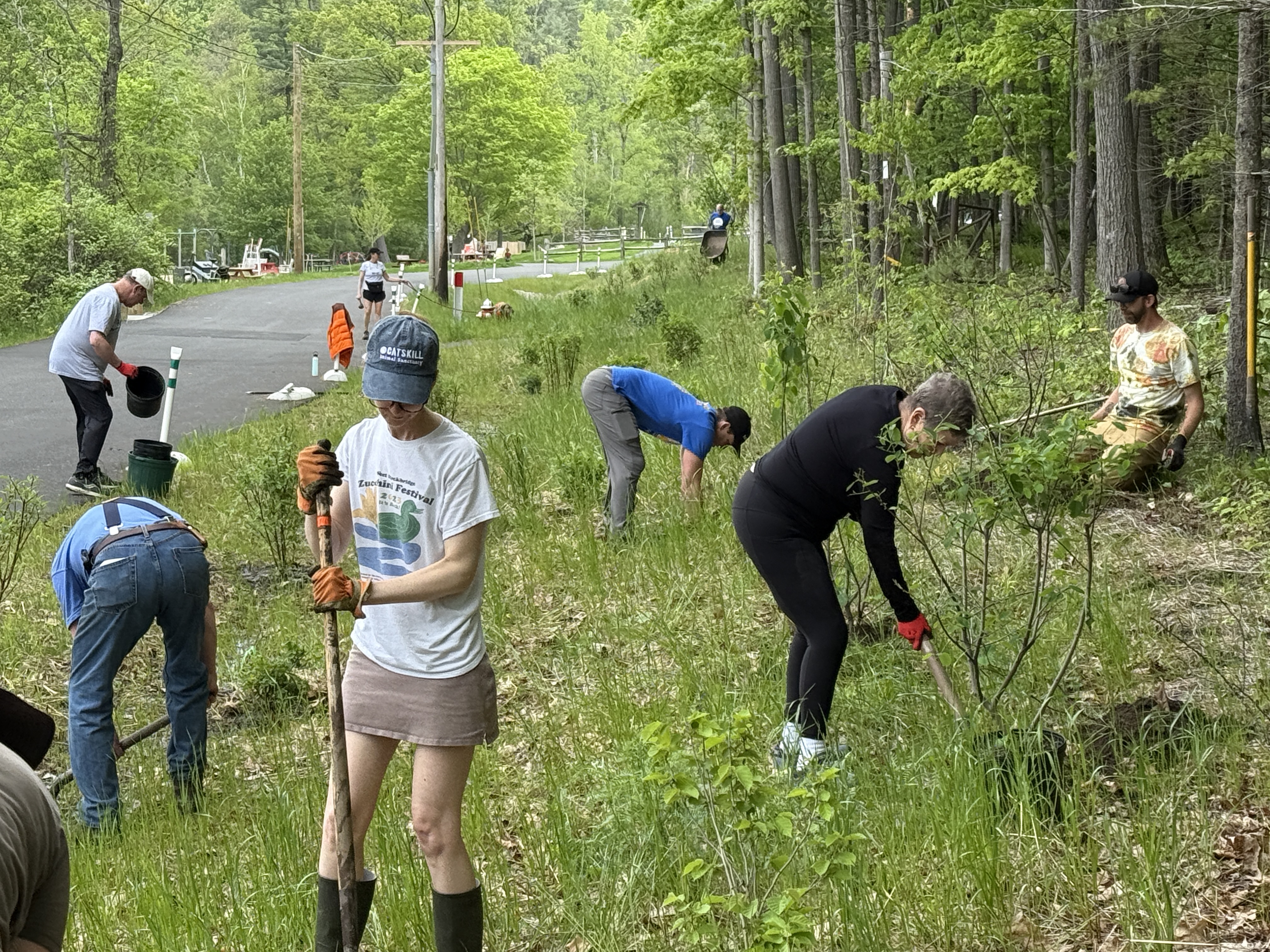 Volunteers joined Great Barrington Land Conservancy in habitat planting at Lake Mansfield