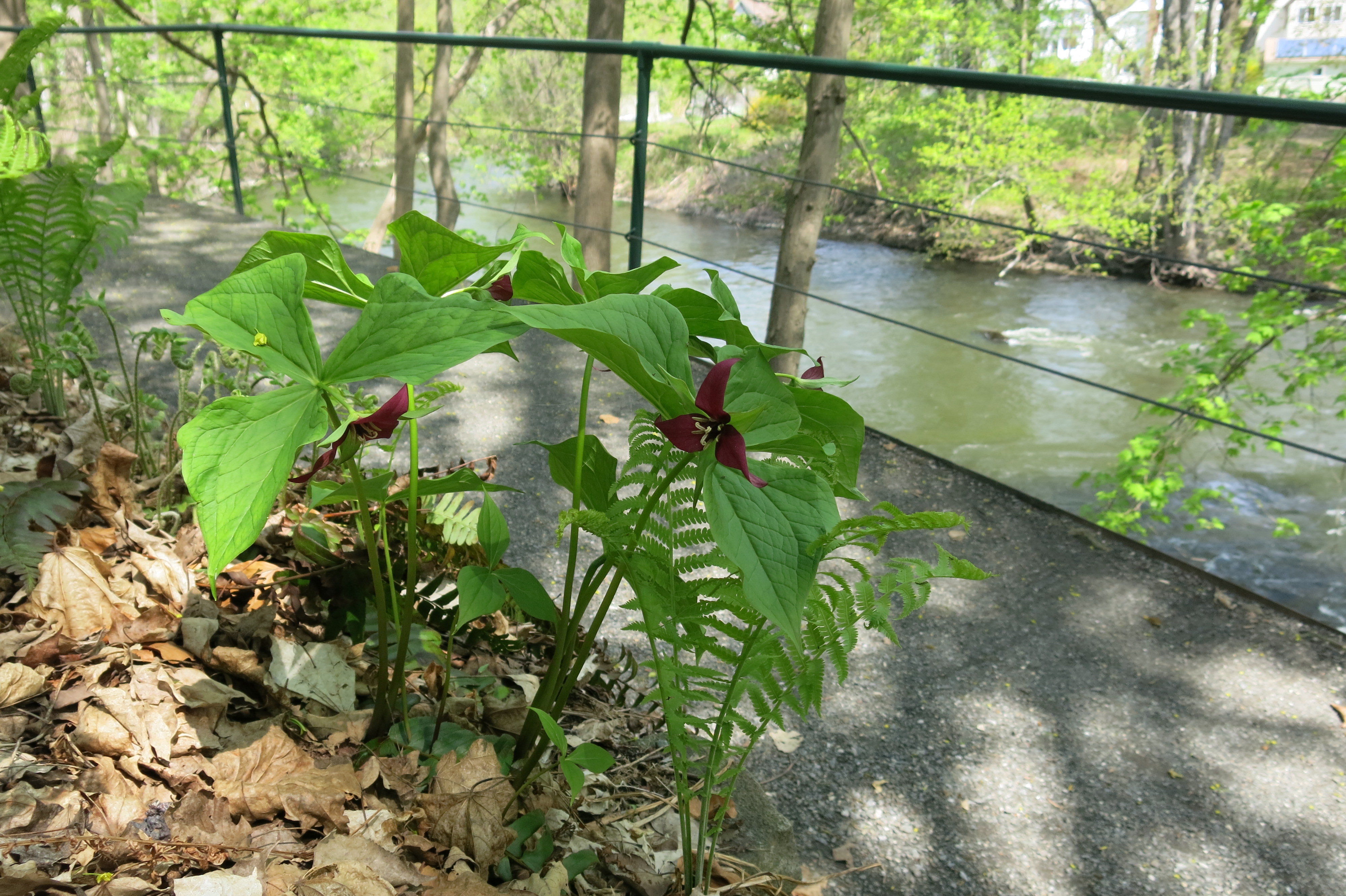 Great Barrington River Walk, a project of GBLC, is a wonderful place to see early wildflowers. 