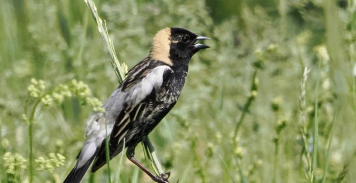 GBLC, the Hoffman Bird Club and Berkshire Bird Observatory are teaming up to improve community awareness about protecting nesting bobolinks. 