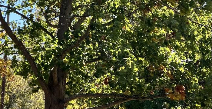 Great Barrington Land Conservancy works to protect River Walk's historic northern red oak on Bridge Street