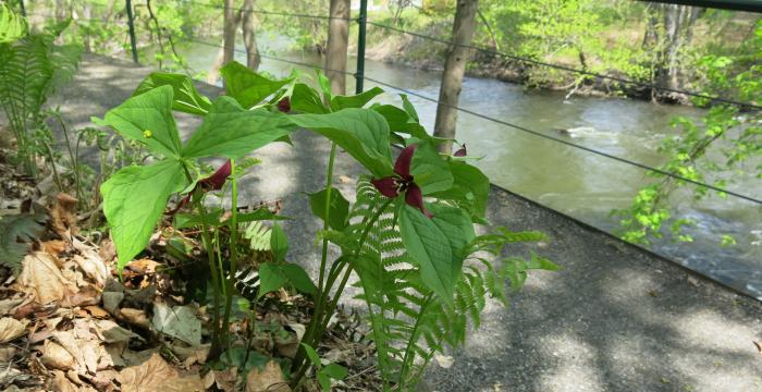 Great Barrington River Walk, a project of GBLC, is a wonderful place to see early wildflowers. 