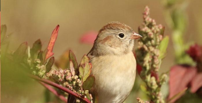 Join GBLC and the Hoffman Bird Club for birding at the River Run Farm