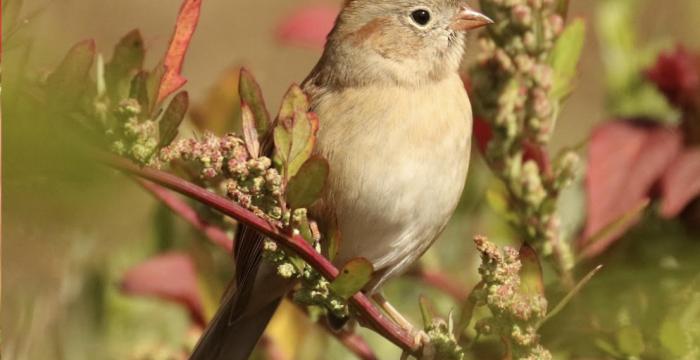 Join GBLC and the Hoffman Bird Club for birding at the River Run Farm