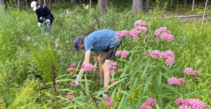  Habitat Stewards Strike Again at Lake Mansfield!