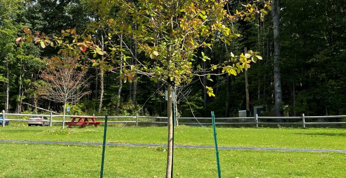 Tree Planted at Lake Mansfield in Memory of Donald Goranson. 