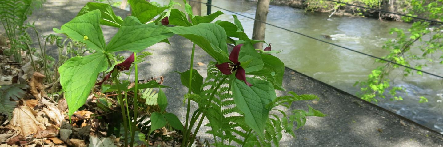 Great Barrington River Walk, a project of GBLC, is a wonderful place to see early wildflowers. 
