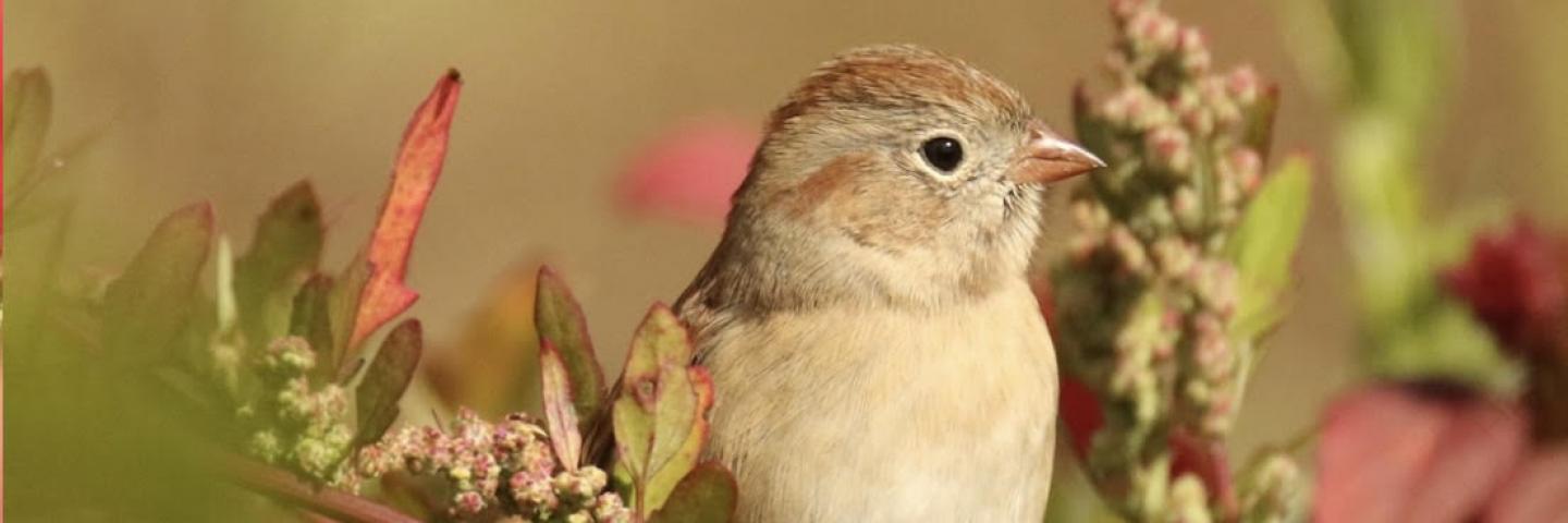 Join GBLC and the Hoffman Bird Club for birding at the River Run Farm