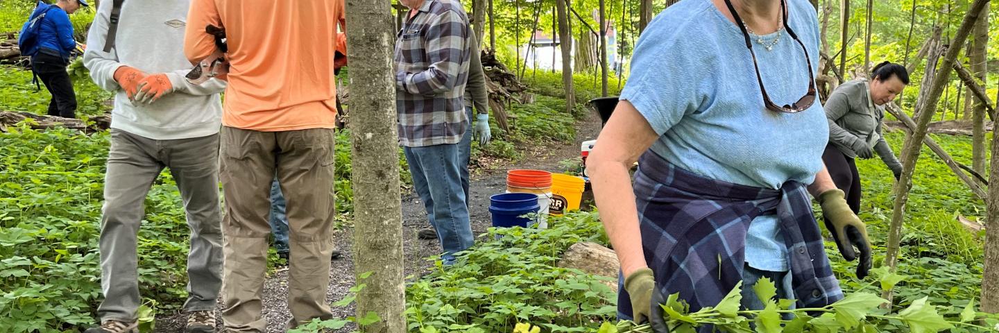 Fall Lake Mansfield Work Party - Forest Trails / Sat. Oct 31st at 9AM