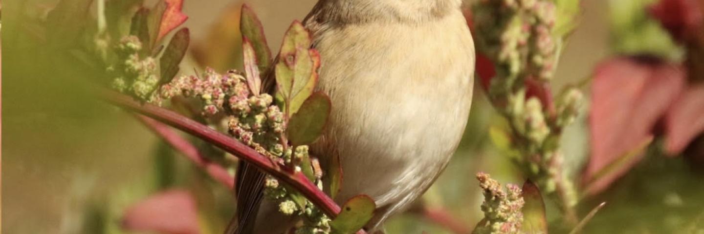 Join GBLC and the Hoffman Bird Club for birding at the River Run Farm