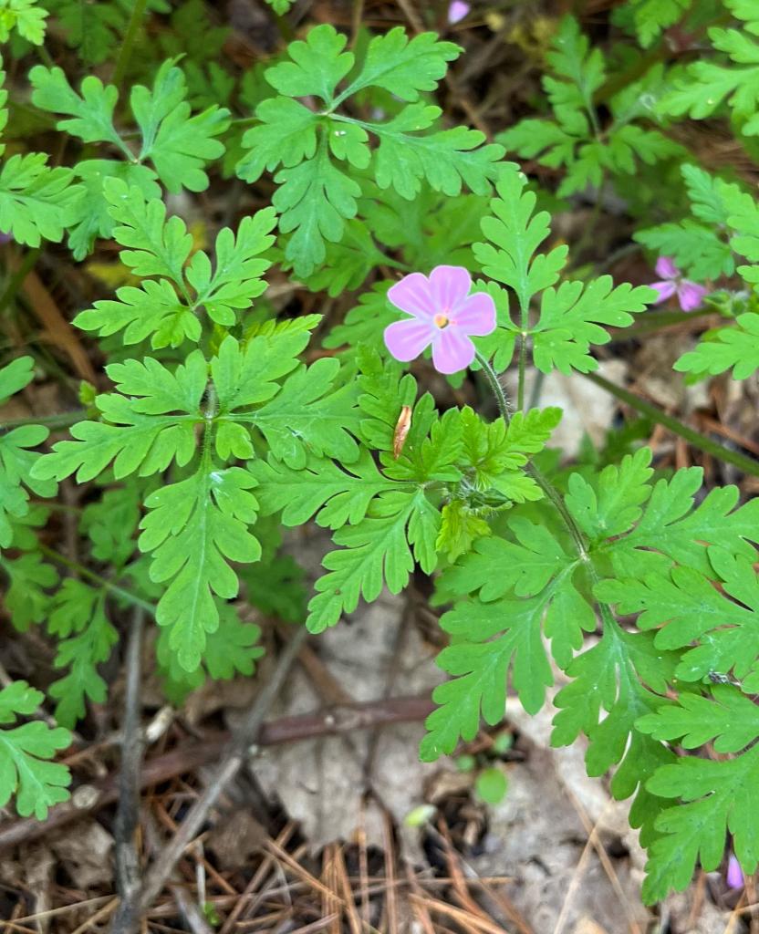 This native geranium, Herb Robert can be found in many places along the trail.
