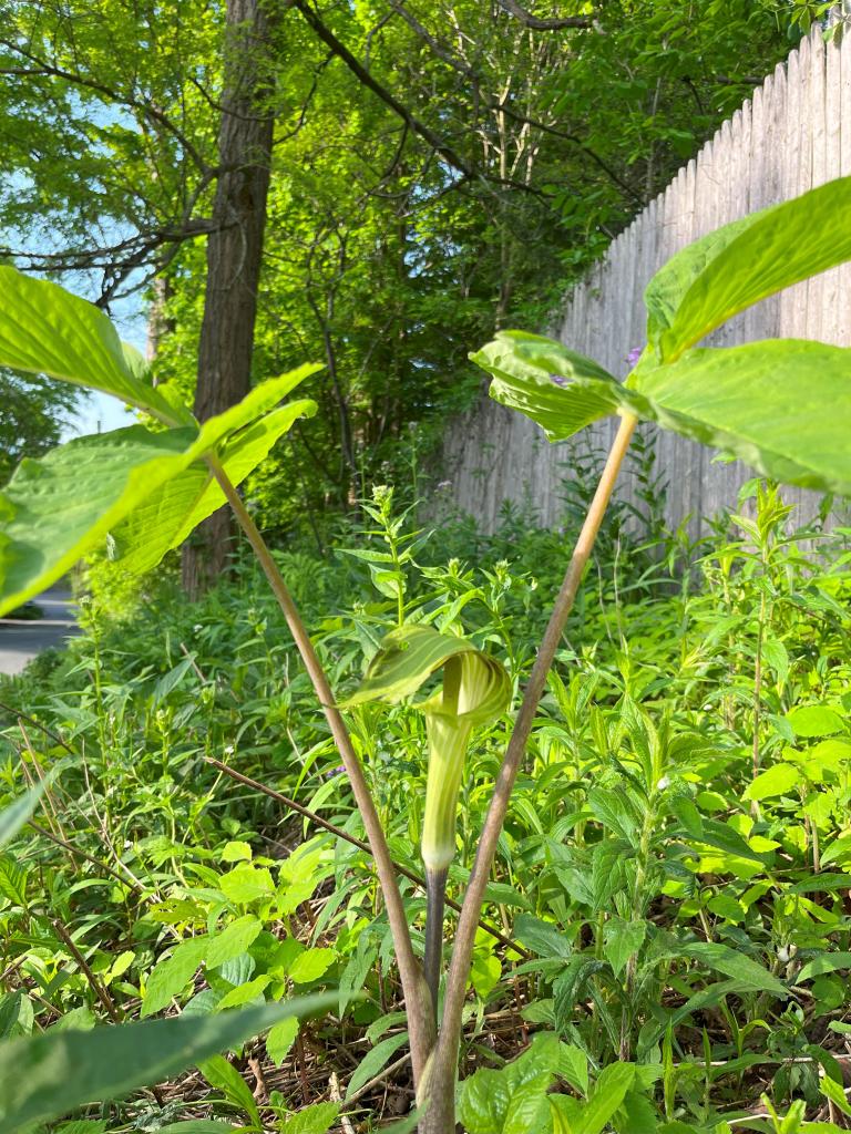 Look closely as you enter the trail! Jack-in-the-Pulpet is ready to greet you!