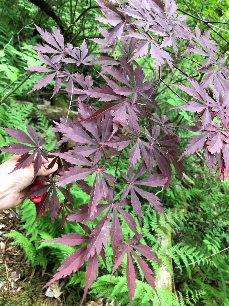 Not all non-natives are problematic. Along with this japanese maple, we also discovered a katsura sapling.