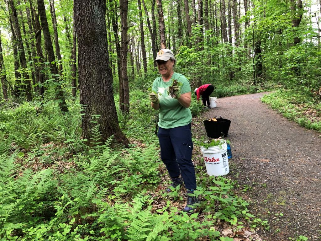 Garlic mustard, large and small, were no match for Laura Gratz!