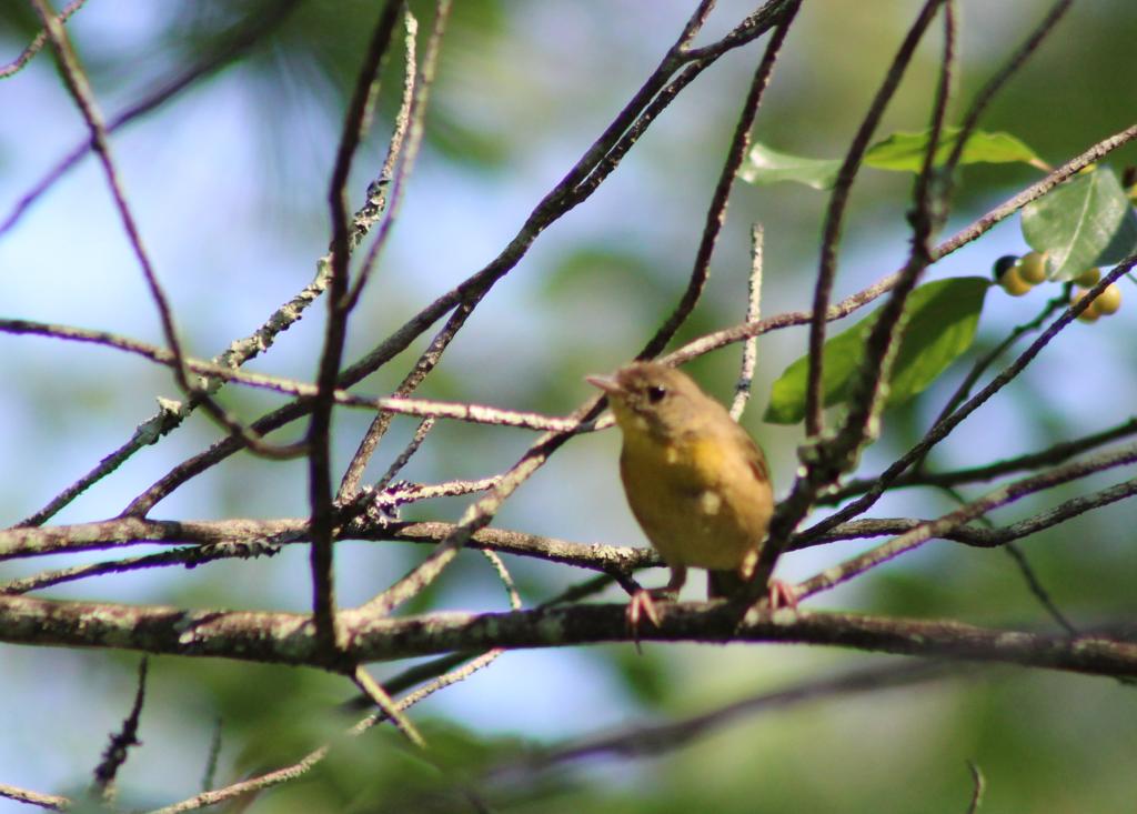 Common Yellowthroat warblers were also in abundance,