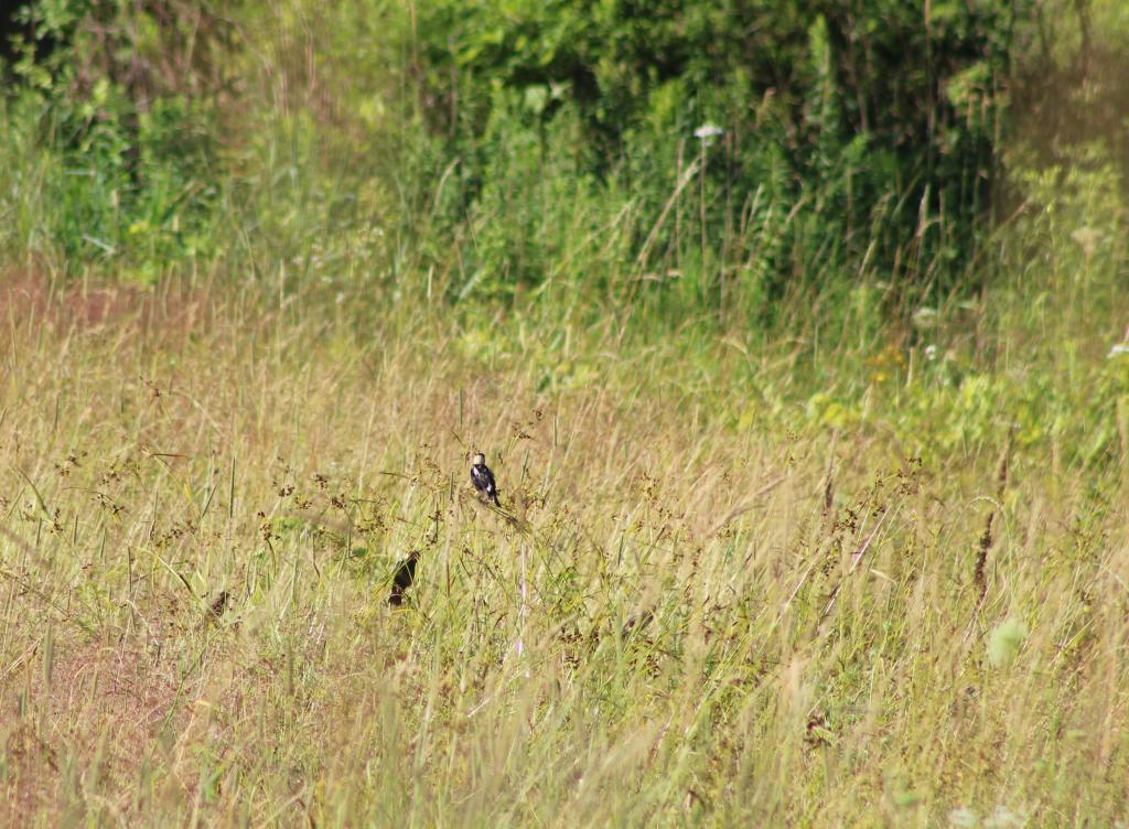 When next you visit the McAllister Wildlife preserve, see if you to can catch sight of bobolinks! They will be with us till mid August, and then will be flocking up for migration.