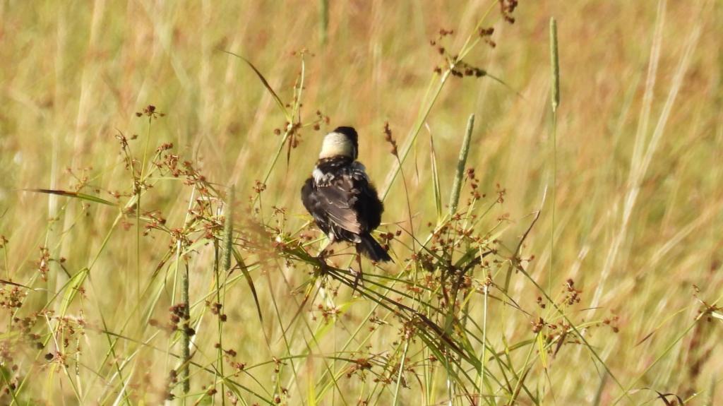 and dapperly plumaged males!  Bobolinks are a species of ground nesting blackbirds. We learned that boblinks spend most of the year in South American, as far south as Argentina. Each Spring they migrate to the northern United States and southern Canada where they build nests and raise their young.