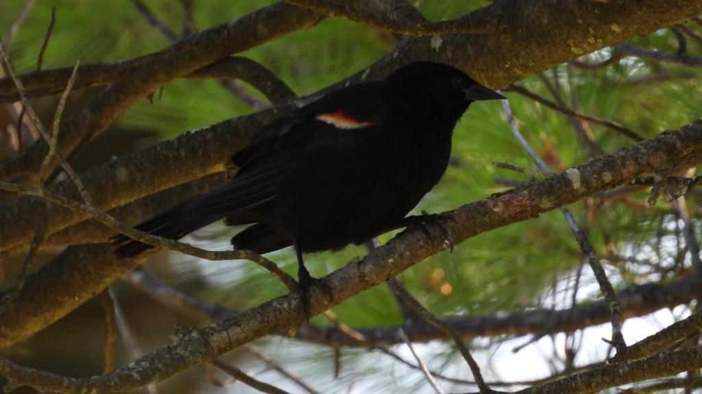 A number of Red-winged Blackbirds where also sighted.