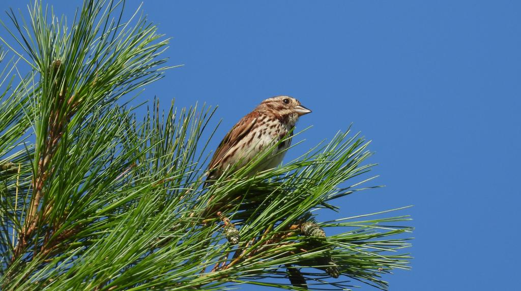 Song sparrows thrive in grasslands, too!