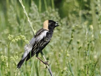 GBLC, the Hoffman Bird Club and Berkshire Bird Observatory are teaming up to improve community awareness about protecting nesting bobolinks. 