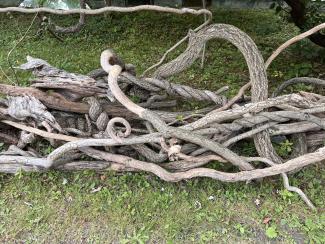 Bittersweet vines will be resused to create a protective fence around the red oak