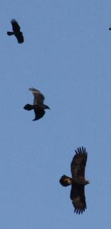 Three birds in flight in Berkshire County 