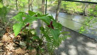 Great Barrington River Walk, a project of GBLC, is a wonderful place to see early wildflowers. 