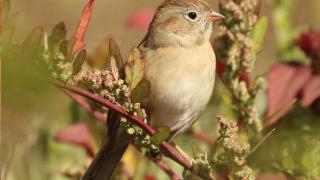 Join GBLC and the Hoffman Bird Club for birding at the River Run Farm